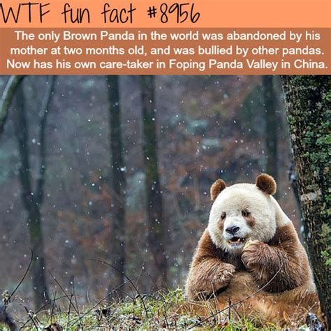 wtf fun facts